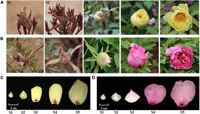 Genome-Wide Identification and Comparative Profiling of MicroRNAs Reveal Flavonoid Biosynthesis in Two Contrasting Flower Color Cultivars of <mark class="highlighted">Tree Peony</mark>